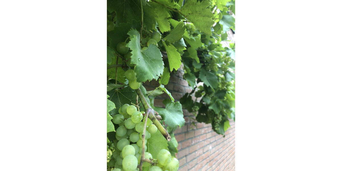 Doppelhaushälfte Wesel Schepersfeld - 5 Zimmer, 120 m&sup2;, 408.000&euro; | Angebot:26325725