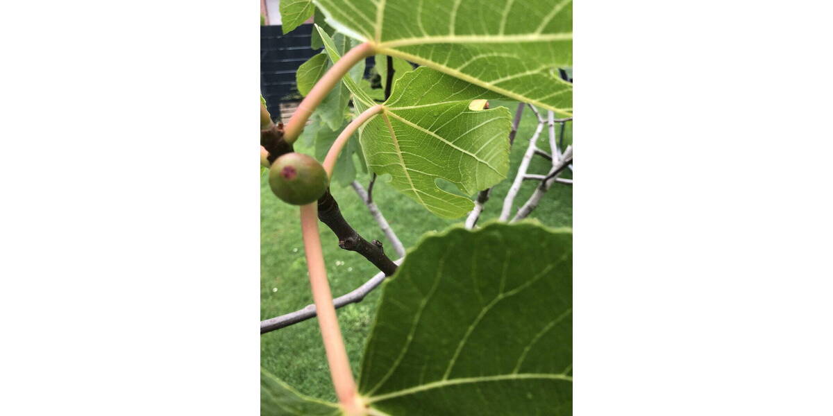 Doppelhaushälfte Wesel Schepersfeld - 5 Zimmer, 120 m&sup2;, 408.000&euro; | Angebot:26325725