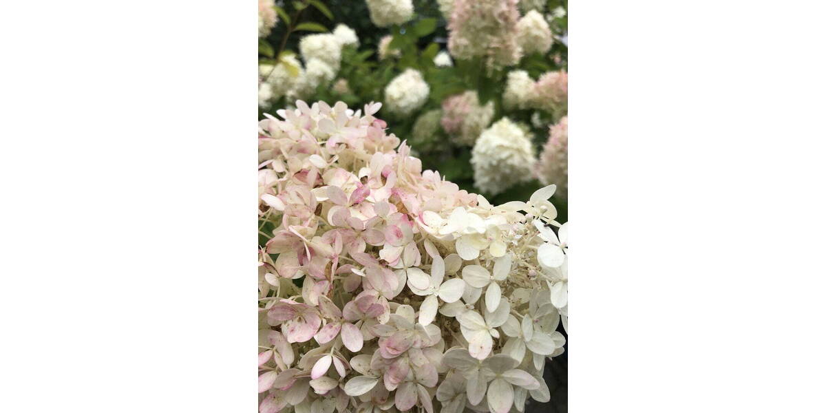 Doppelhaushälfte Wesel Schepersfeld - 5 Zimmer, 120 m&sup2;, 408.000&euro; | Angebot:26325725