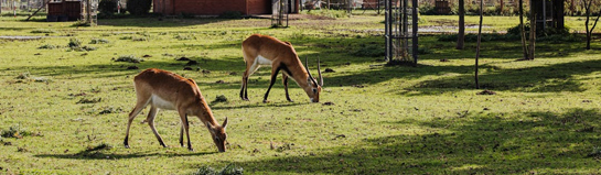 Wildpark Frankenhof Reken Münsterland Tiere Natur