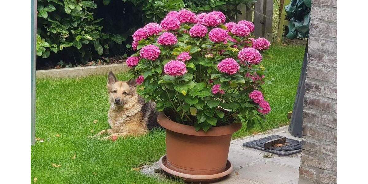 Doppelhaushälfte Rheinberg Orsoy - 7 Zimmer, 126 m&sup2;, 370.000&euro; | Angebot:25781574