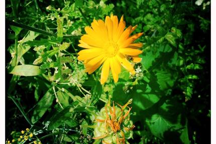 Haus Dülmen - 5 Zimmer, 150 m&sup2;, 369.000&euro; | Angebot:26296394