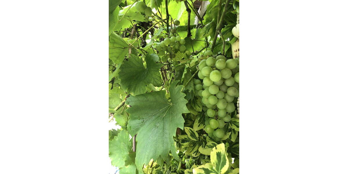 Doppelhaushälfte Wesel Schepersfeld - 5 Zimmer, 120 m&sup2;, 408.000&euro; | Angebot:26325725